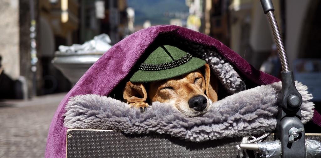 Innsbruck Altstadt Hund mit Hut in Innsbrucker Altstadt